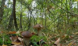 funghi boletus
