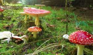 funghi bosco veleno