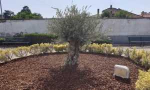 galliate ulivo covid