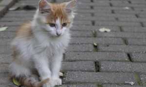gatto strada
