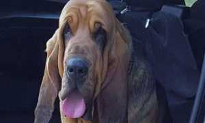 hazel aib bellinzago