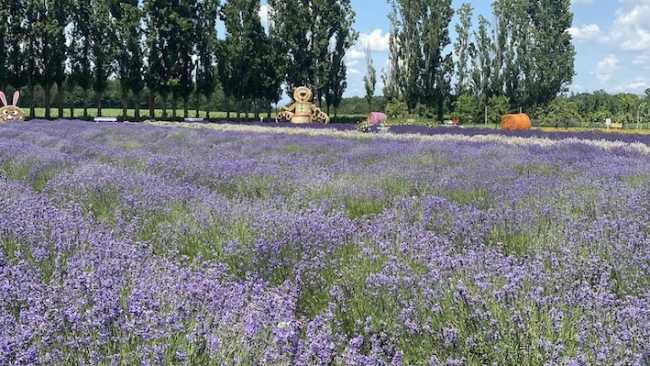 lavanda festival cameri