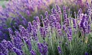 lavanda fiori