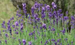 lavanda foto 25