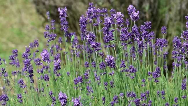 lavanda foto 25