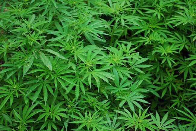 marjuana