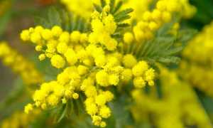 mimosa 673238 960 720