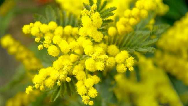 mimosa 673238 960 720