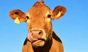 mucca lecca