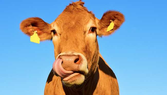mucca lecca