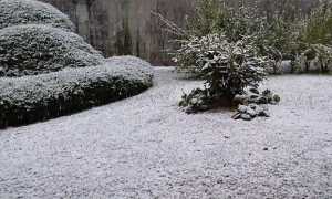 nevischio nov 24
