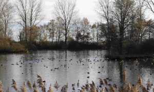 palude casalbeltrame