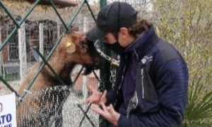 parco gattile novara