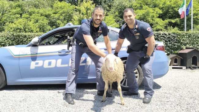pecora tangenziale