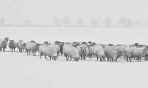pecore neve