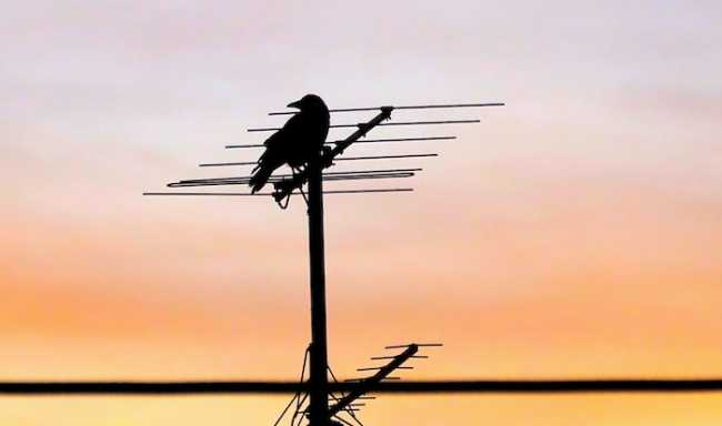 pexels wild psy 638710