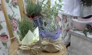 piante aromatiche