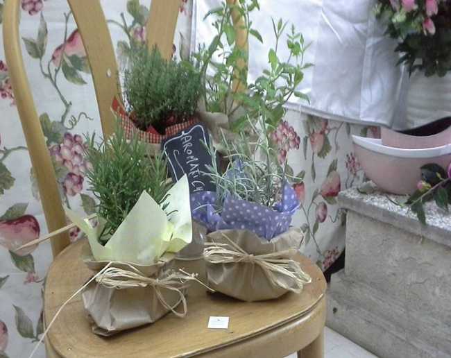 piante aromatiche