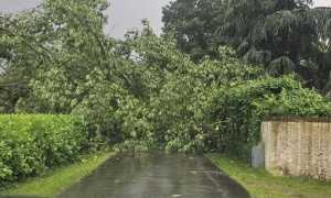 pombi albero caduto