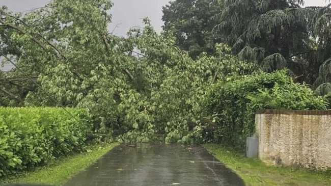pombi albero caduto