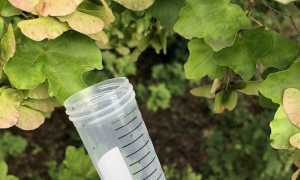 rilascio vespa samurai 2021 1