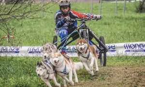 sleddog foto