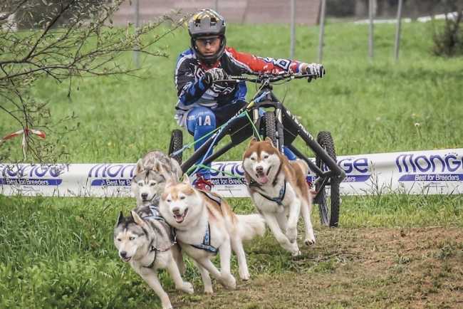 sleddog foto