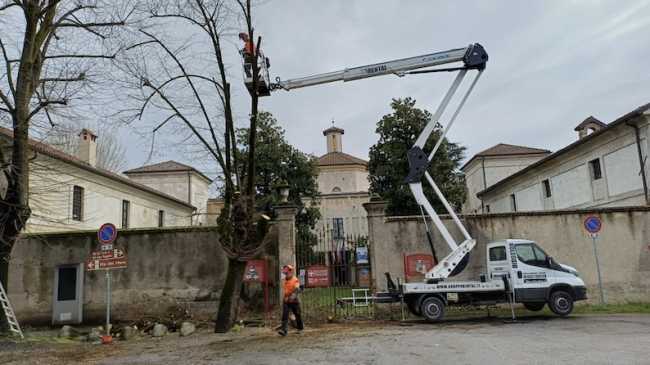 taglio tigli picchetta