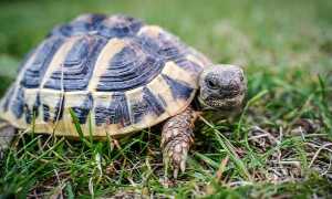 tartaruga