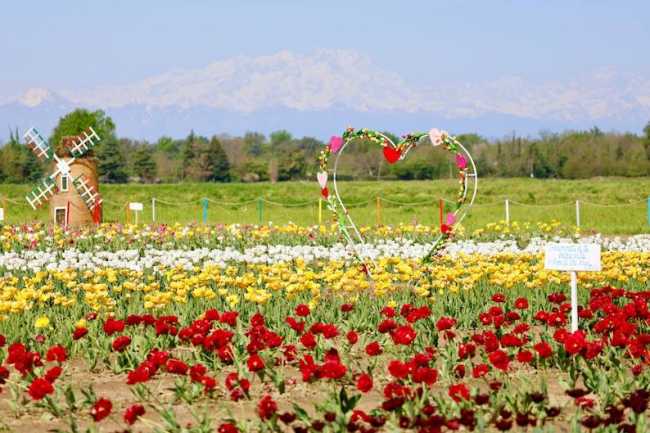 tulipani cameri 1