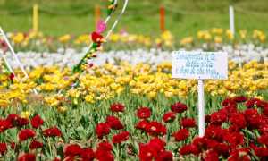 tulipani cameri 9
