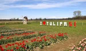 tulipasi 25 1