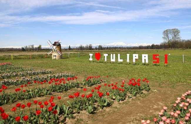 tulipasi 25 1