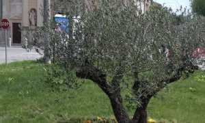 ulivo loreto