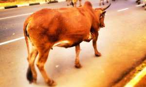 vacche mucca strada