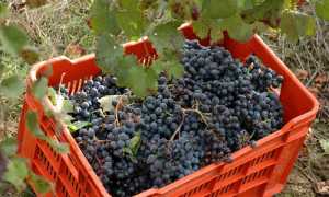 vendemmia 4