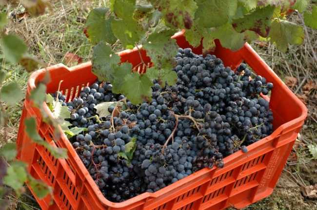 vendemmia 4