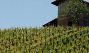 vite viticoltura vino