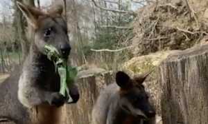 wallaby torbiera