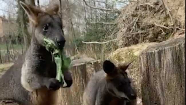 wallaby torbiera