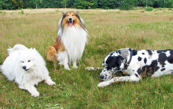 cani prato
