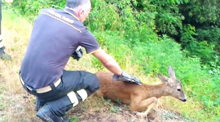Salvataggio per un capriolo caduto in un canale