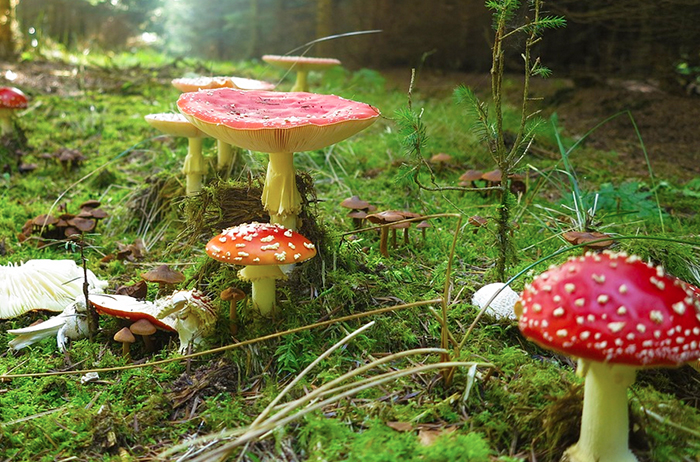Attivato all'Asl il servizio di reperibilità micologica per le intossicazioni da funghi