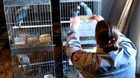 sequestro pappagalli