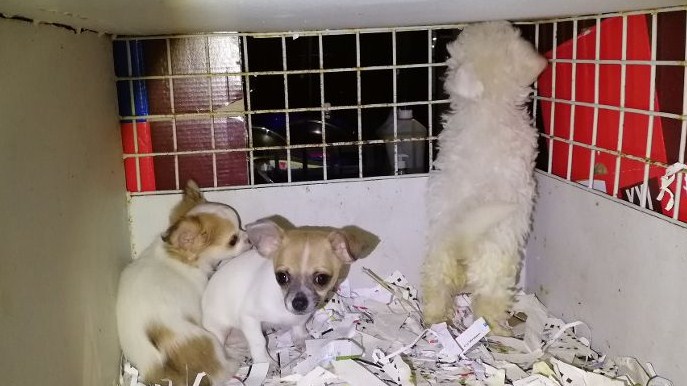 Trasportava cuccioli di cane senza rispettare le norme: ungherese multato per 5mila euro