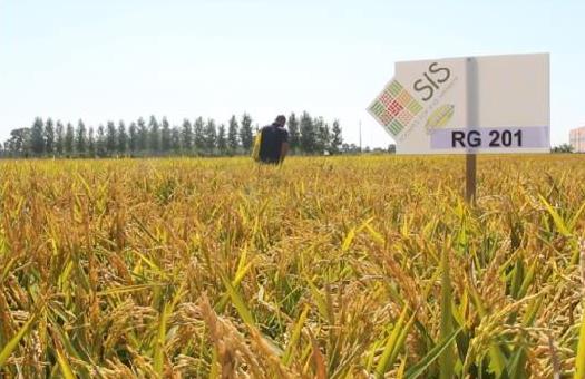 Riso Campi dimostrativi