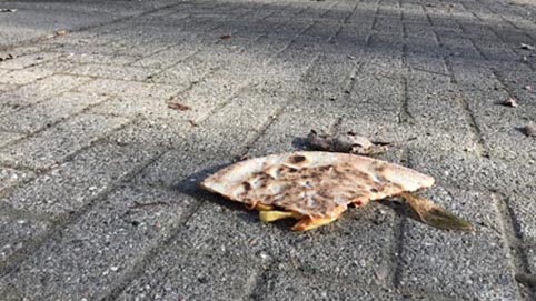 galliate spreco scuola