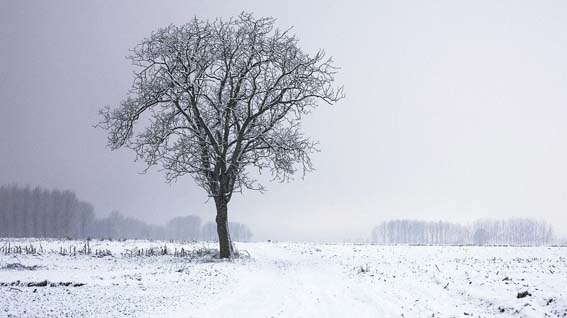 albero neve