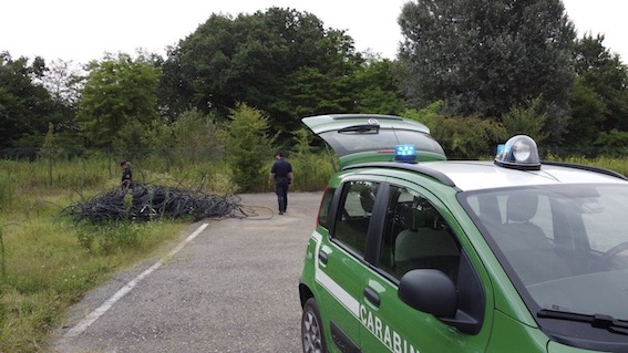 forestale carpignano