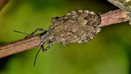 cimice asiatica